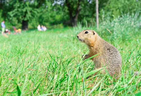 Gopher in piedi profilo e protagonista su prato, alcune persone sullo sfondo — Foto Stock