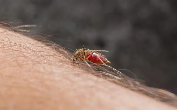 Macro de mosquito que pica en la piel Imágenes de stock libres de derechos