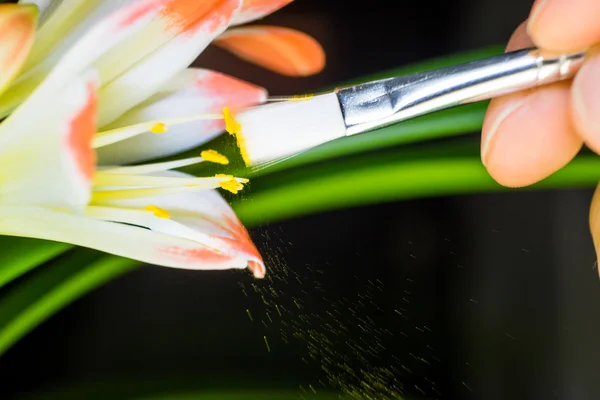 Artificial pollination — Stock Photo, Image