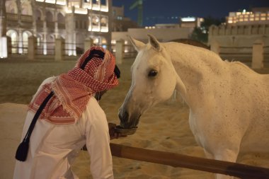 Doha, Katar beyaz Arapça safkan at