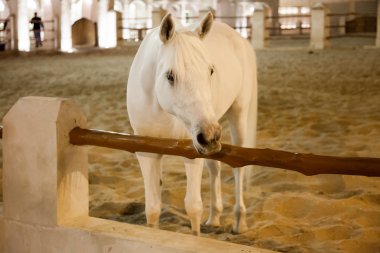 Doha, Katar beyaz Arapça safkan at