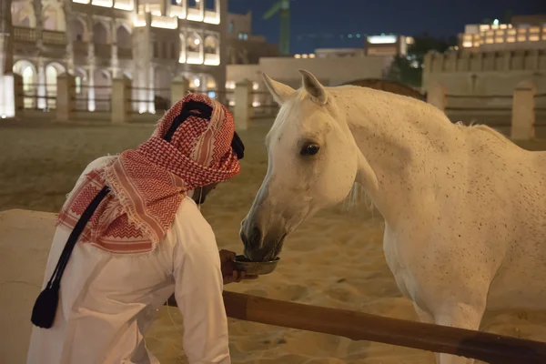 Čistokrevný kůň bílý arabský v Dauhá, Katar — Stock fotografie