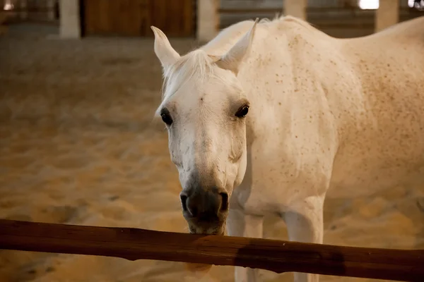 Белая арабская породистая лошадь в Дохе, Катар Стоковая Картинка