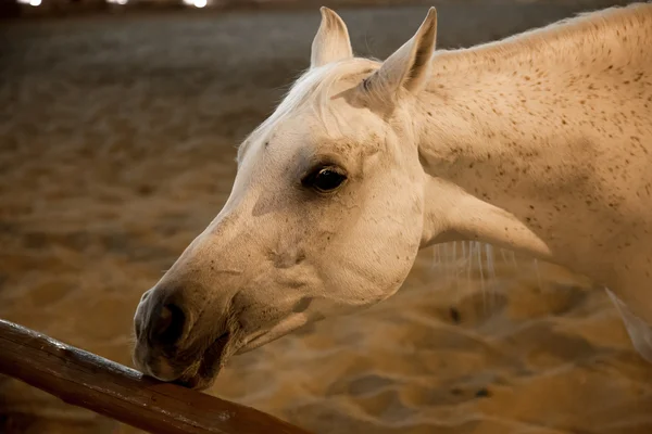 Cavalo puro-sangue árabe branco em Doha, Qatar Imagens De Bancos De Imagens