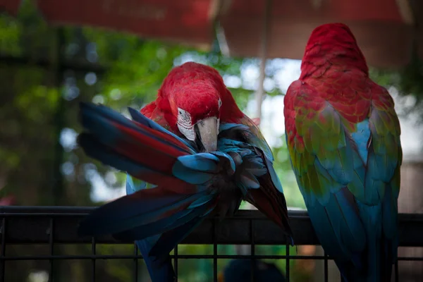 Szép papagájok Sentosa Island, Szingapúr — Stock Fotó
