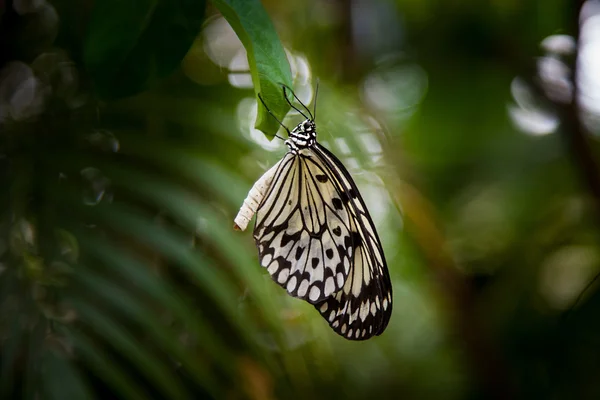 Mariposa descansando en la isla Sentosa, Singapur Imagen De Stock