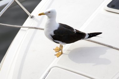 Motorlu bir tekne üzerinde dinlenme martı