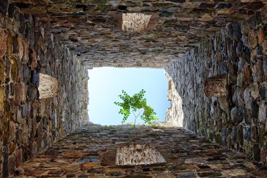 Yalnız ağaç taş castle harabe içinde büyüyen