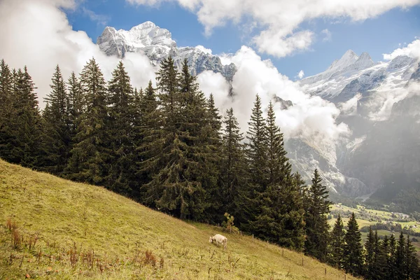 Horské vrcholy, zelené trávy a vodní toky v Grindelwald, Švýcarsko — Stock fotografie