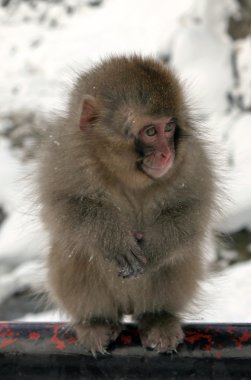 Japanese macaque - snow monkeys - Nagano prefecture, Japan clipart