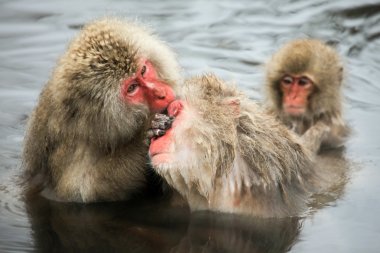 Japon makak - kar maymunları - Nagano ili, Japonya