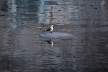 Kutup kuş - martı - küçük buzdağı, Svalbard, Norveç dinlenme