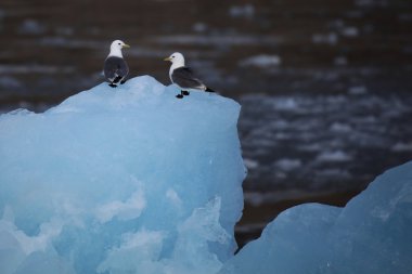 Kutup kuş - martı - küçük buzdağı, Svalbard, Norveç dinlenme