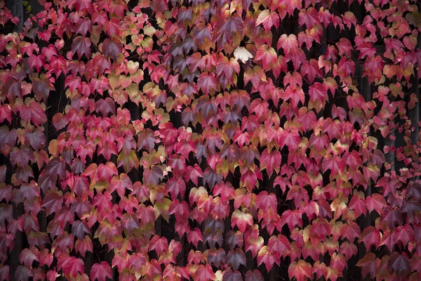 Herfst. Vallen. Herfst Park. Herfst gebladerte in Zell am See, Oostenrijk — Stockfoto