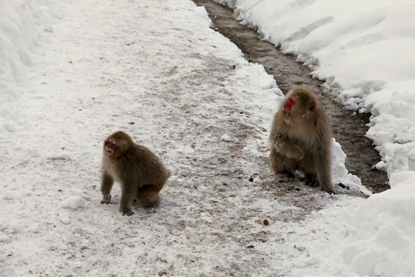 Macaco giapponese - scimmie delle nevi - Prefettura di Nagano, Giappone — Foto Stock