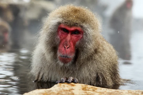 Macaque japonais - singes des neiges - préfecture de Nagano, Japon — Photo