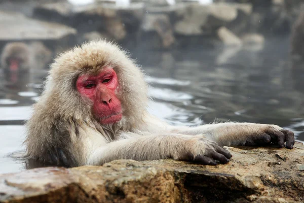 Macaque japonais - singes des neiges - préfecture de Nagano, Japon — Photo