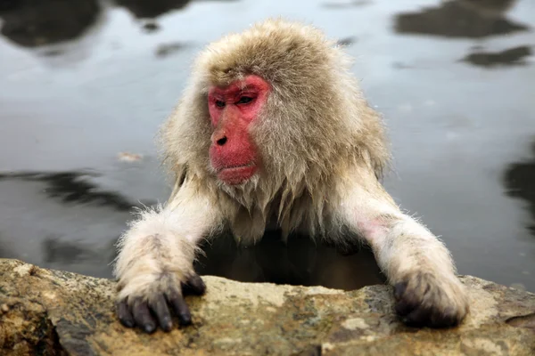 Macaco japonês - macacos de neve - Prefeitura de Nagano, Japão — Fotografia de Stock