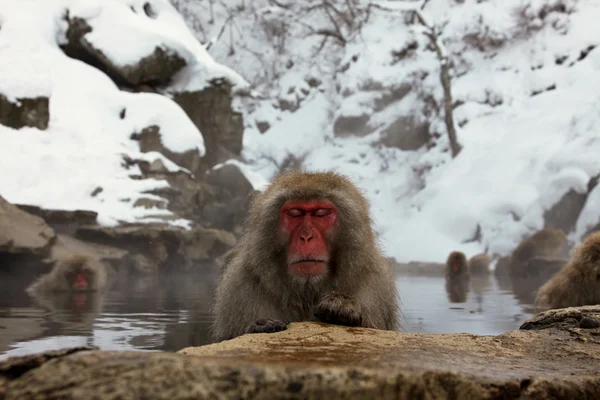 日本猕猴-雪猴-长野县日本 — 图库照片