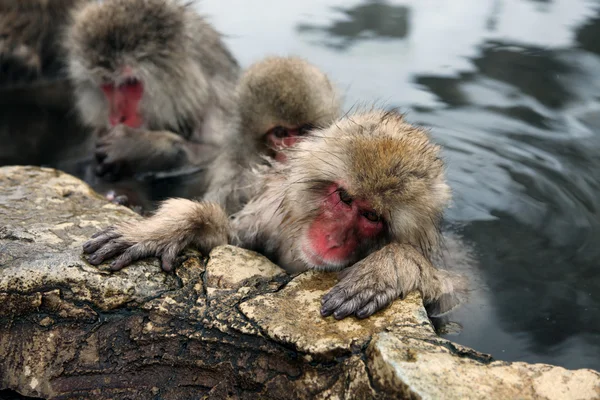 일본 원숭이-눈 원숭이-나가노, 일본 — 스톡 사진