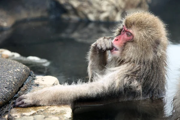 Macaque japonais - singes des neiges - préfecture de Nagano, Japon — Photo