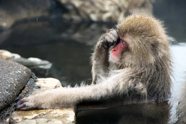 Macaque japonais - singes des neiges - préfecture de Nagano, Japon — Photo