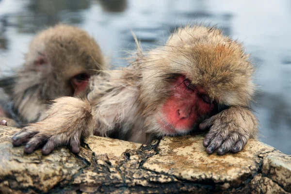 Macaque japonais - singes des neiges - préfecture de Nagano, Japon — Photo