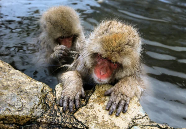 Macaco japonés - monos de nieve - Prefectura de Nagano, Japón — Foto de Stock