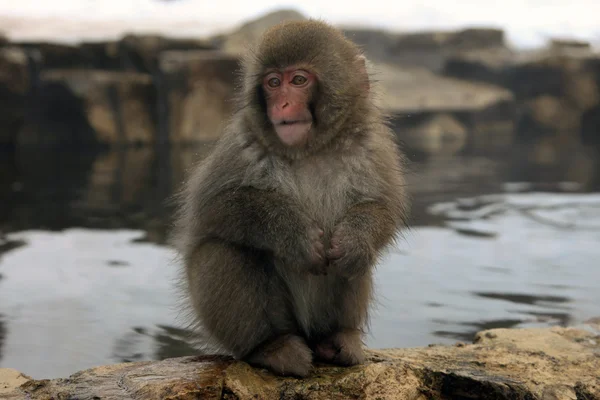 Macaque japonais - singes des neiges - préfecture de Nagano, Japon — Photo