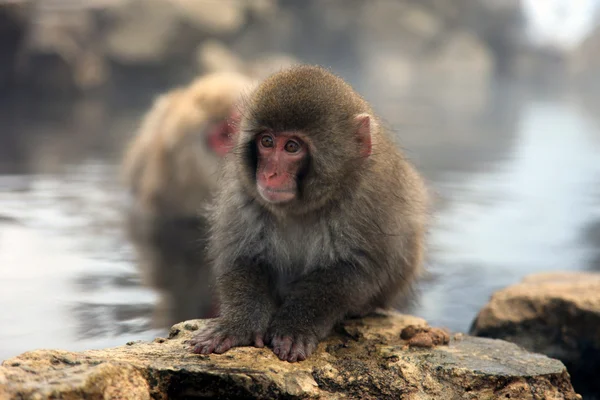 일본 원숭이-눈 원숭이-나가노, 일본 — 스톡 사진
