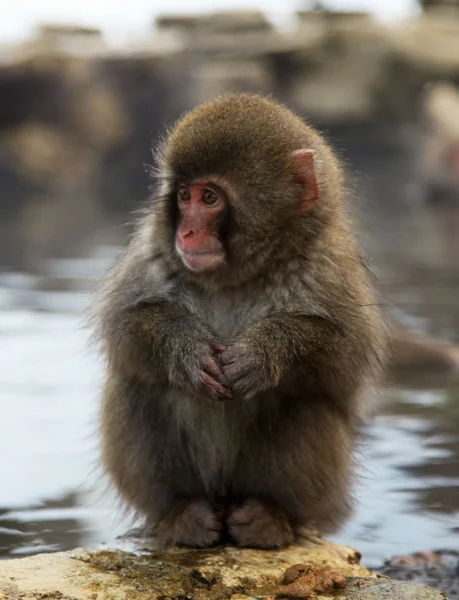 Ιαπωνική macaque - χιόνι πιθήκους - Νομός Ναγκάνο, Ιαπωνία — Φωτογραφία Αρχείου