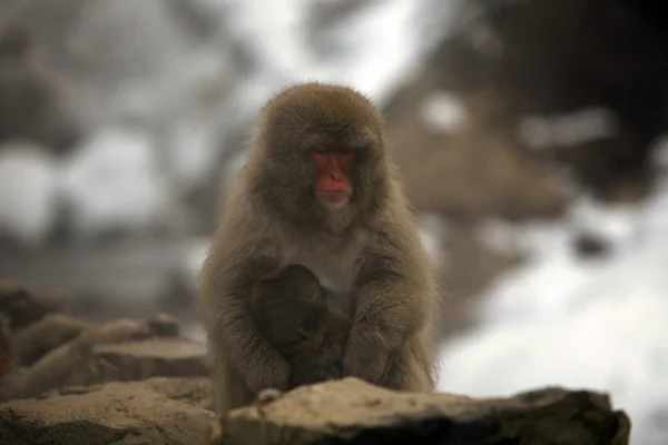 Japanilainen makaki - lumiapinat - Naganon prefektuuri, Japani — kuvapankkivalokuva