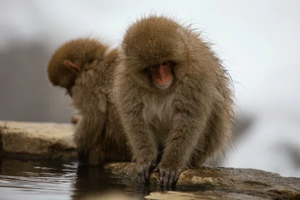 Macaque japonais - singes des neiges - préfecture de Nagano, Japon — Photo