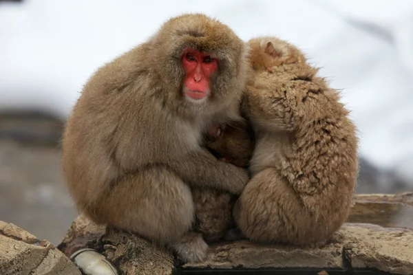 Japanilainen makaki - lumiapinat - Naganon prefektuuri, Japani — kuvapankkivalokuva