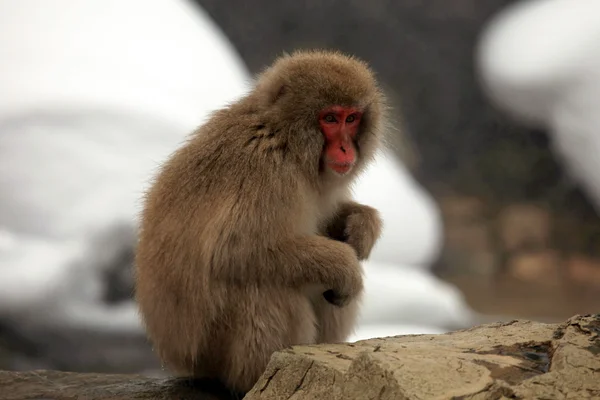 Macaque japonais - singes des neiges - préfecture de Nagano, Japon — Photo