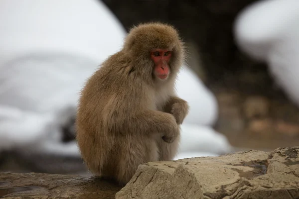 Japanse makaak - sneeuw apen - prefectuur Nagano, Japan — Stockfoto