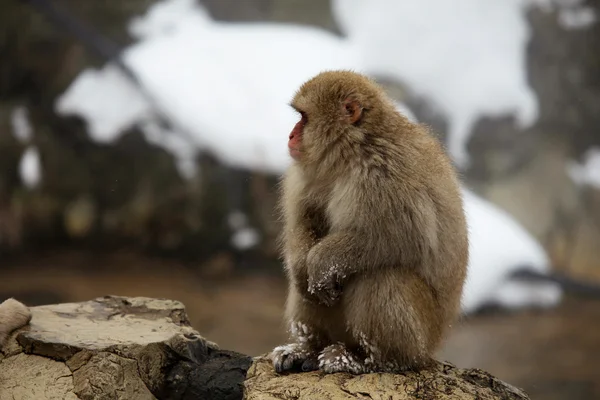 Macaque japonais - singes des neiges - préfecture de Nagano, Japon — Photo