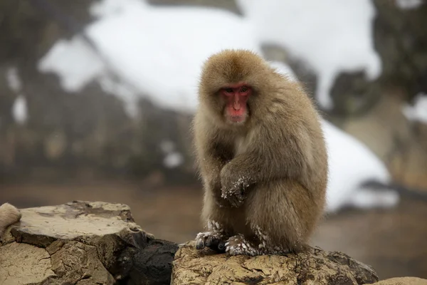 Macaque japonais - singes des neiges - préfecture de Nagano, Japon — Photo