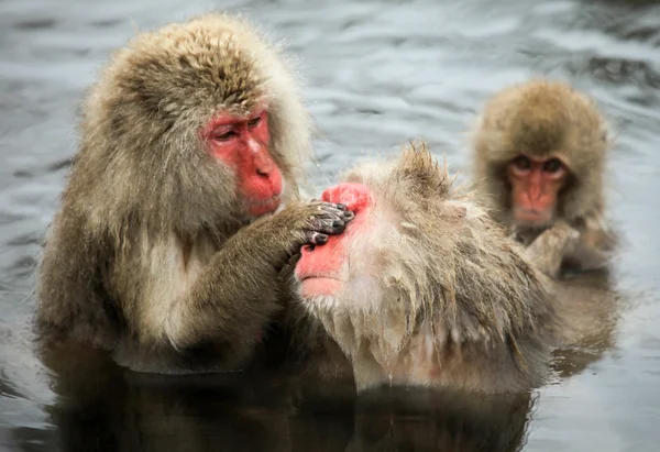 Японська макака - снігу мавпи - Префектура Наґано, Японія — стокове фото