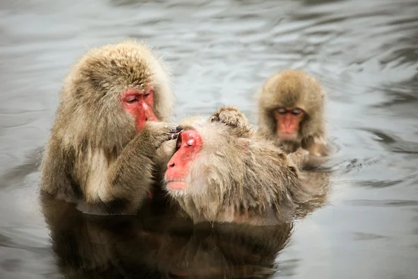 Macaco japonés - monos de nieve - Prefectura de Nagano, Japón — Foto de Stock