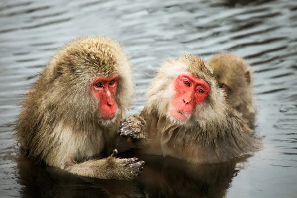 Macaco japonés - monos de nieve - Prefectura de Nagano, Japón — Foto de Stock