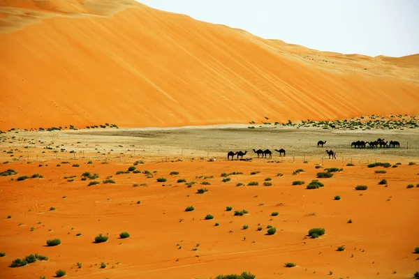 Velké písečné duny a velbloudy, Liwa oasis, Spojené arabské emiráty — Stock fotografie