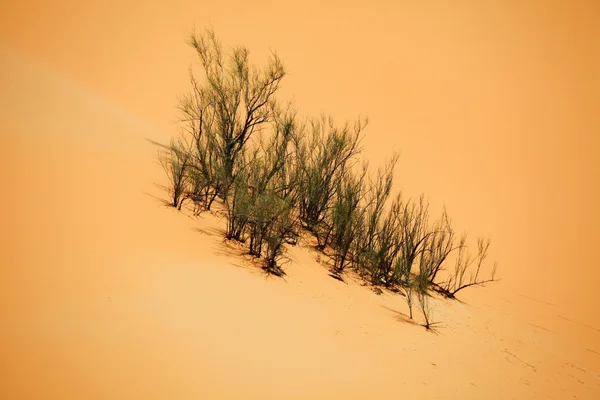 Растения, растущие на склоне песчаной дюны, оазис Лива, ОАЭ — стоковое фото