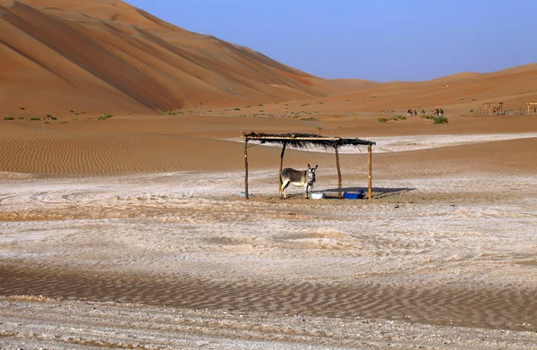 Písečné duny v oáze Liwa, Spojené arabské emiráty — Stock fotografie