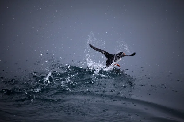 北極鳥、パフィン、スバールバル諸島、ノルウェーで水から離陸 — ストック写真