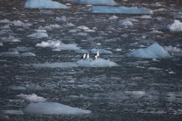 Arctic bird - Kittiwake - resting on small iceberg, Svalbard, Norway — Stock Photo, Image