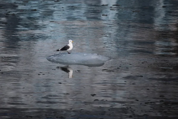 Ave ártica - Kittiwake - descansando em um pequeno iceberg, Svalbard, Noruega — Fotografia de Stock