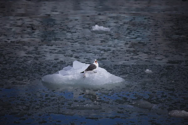 Полярної птахи - Kittiwake - відпочиваючи на невеликий айсберга, Шпіцберген, Норвегія — стокове фото