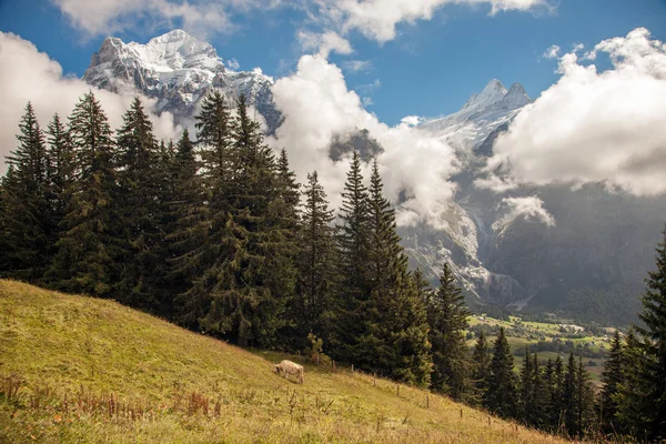 Mountain peaks, meadows and streams at the footsteps of Eiger, near Grindelwald, Switzerland — Stock fotografie