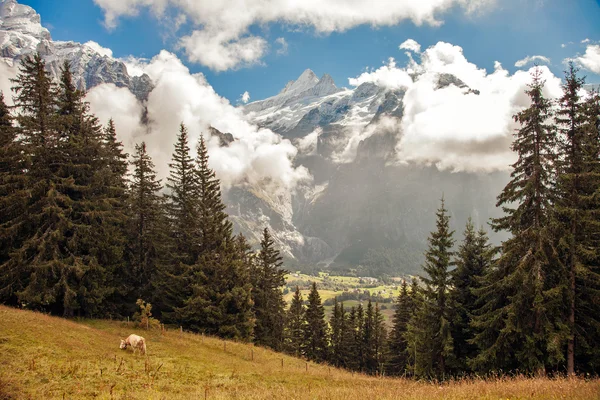 Mountain peaks, meadows and streams at the footsteps of Eiger, near Grindelwald, Switzerland — Stock fotografie
